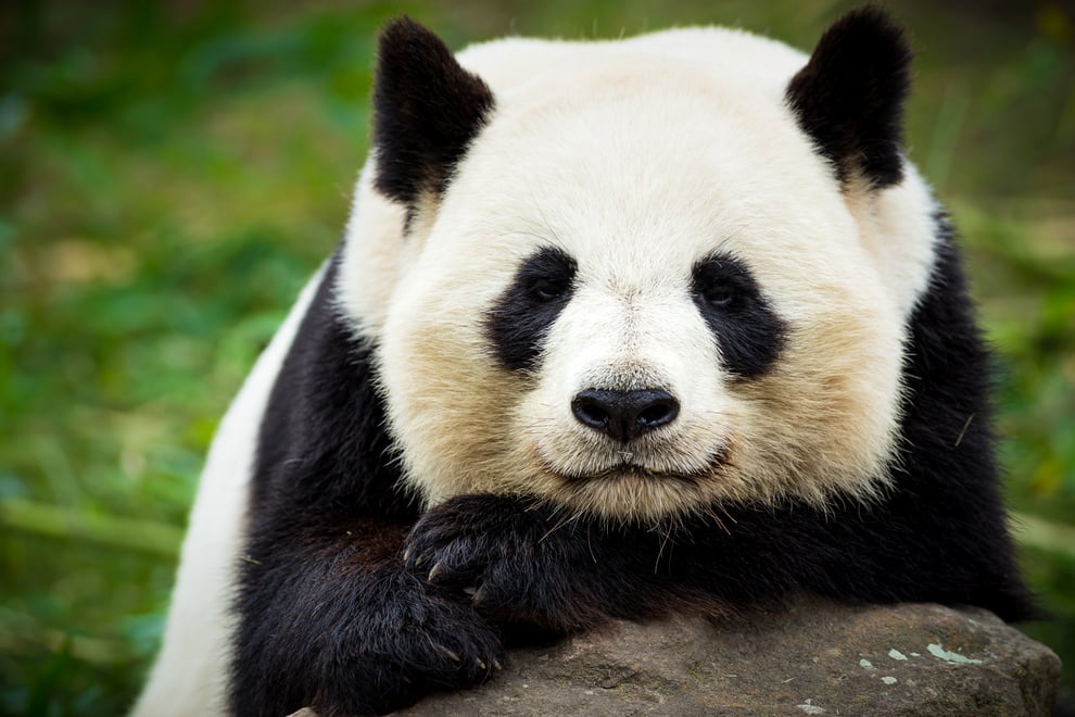 Giant panda