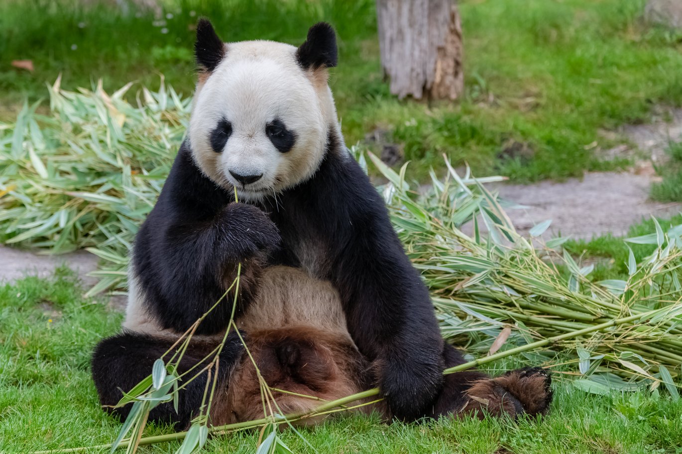 Young giant panda